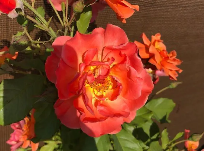 Vendégház La Mosie