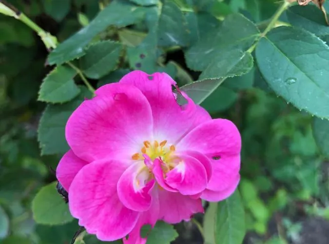 La Mosie Vendégház